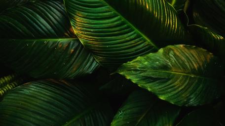 Tropical Greenery Bliss wallpaper