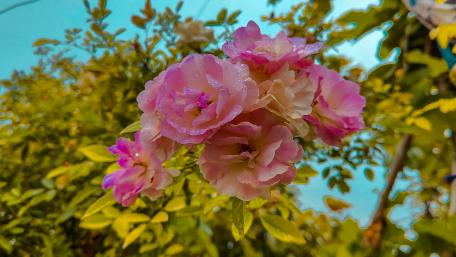 Blooms of Serenity and Vibrance wallpaper