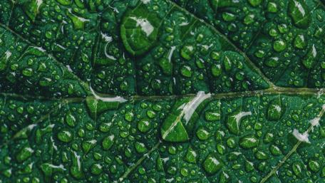 Nature's Dewy Canvas wallpaper