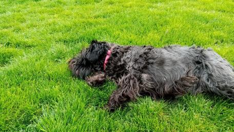 Dog on the lawn wallpaper
