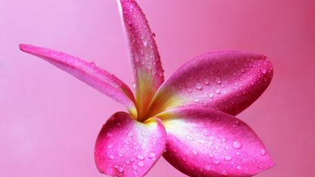 Red frangipani wallpaper