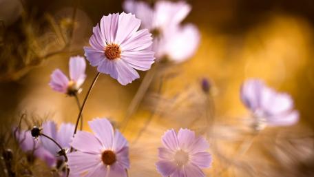 Delicate Cosmos Blooms in Soft Light wallpaper