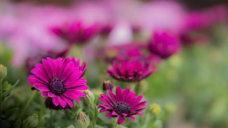 Vibrant Cape Marguerites in Full Bloom wallpaper