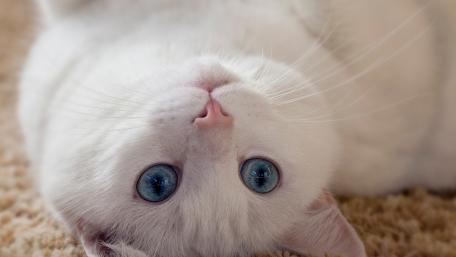 Charming White Cat with Stunning Blue Eyes wallpaper