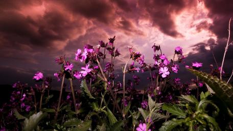Whispers of Nature Under a Dramatic Sky wallpaper