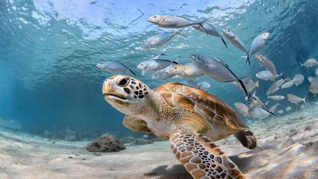 Underwater Adventure with Sea Turtle and Fish wallpaper