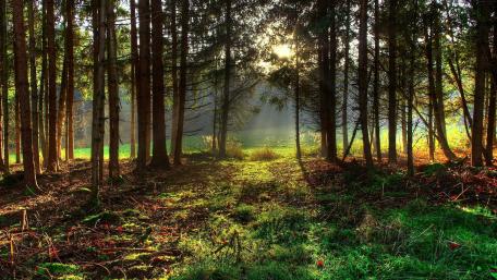 Sunlit Serenity in a Forest Glade wallpaper