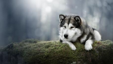 Majestic Alaskan Malamute in Nature's Embrace wallpaper