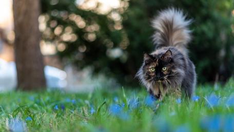 Whiskers Among the Blooms wallpaper