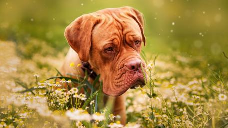 Dogue de Bordeaux in a Floral Meadow wallpaper