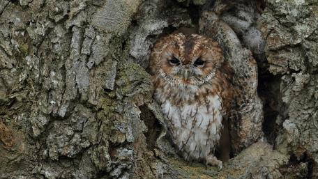 Majestic Owl Hidden in Tree Trunk wallpaper
