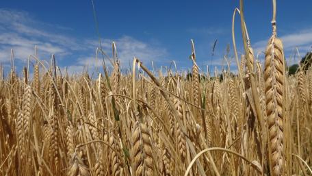 Golden Wheat Waves Under Blue Sky wallpaper