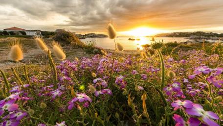 Serene Sunrise Over Blooming Meadow wallpaper