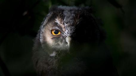 Majestic Owl in the Night Shadows wallpaper