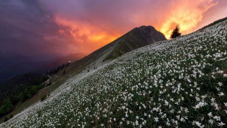 Daffodil field on Golica in Full Bloom wallpaper