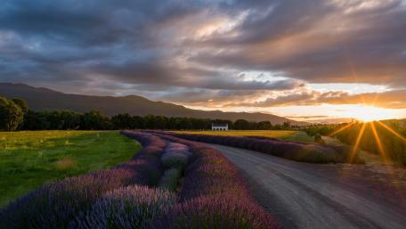 Lavender Fields Under a Golden Sunset wallpaper