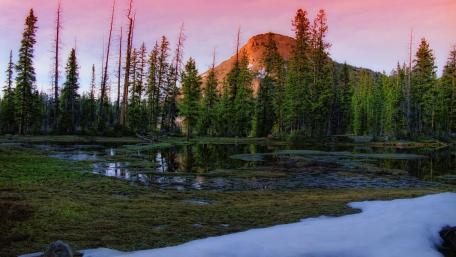The forests of Karelia wallpaper