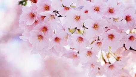 Delicate Spring Blossoms in Soft Pink Shades wallpaper
