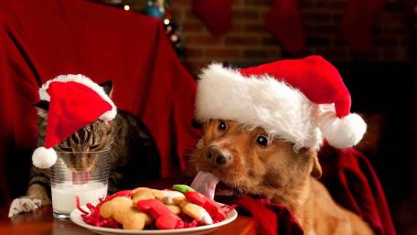 Santa Paws and Fluffy Claus Celebrate Xmas wallpaper
