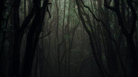 Whispers of a Snowy Dark Forest wallpaper
