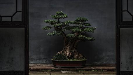 Bonsai Serenity in 4K wallpaper