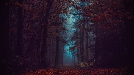 Enchanted Autumn Path in a Misty Forest wallpaper