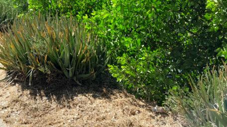 Vibrant Green Foliage in Nature's Embrace wallpaper