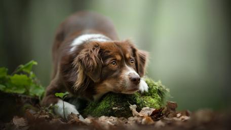 Adorable Australian Shepherd in Nature Scene wallpaper