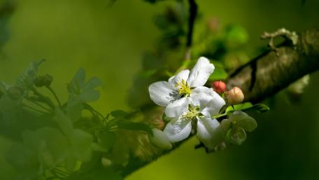Delicate Blossoms in Springtime Glow wallpaper