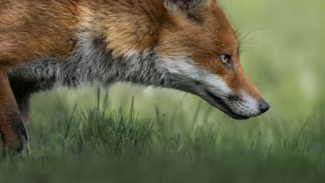 Silent Hunter of the Grasslands wallpaper
