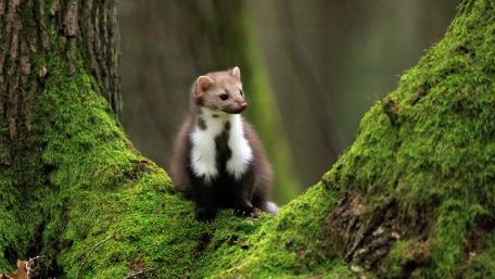Pine marten wallpaper