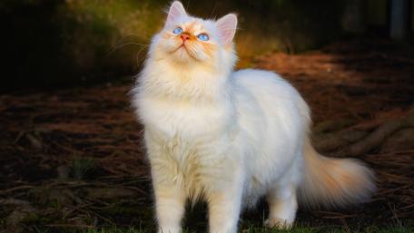 Whiskers in the Wilderness wallpaper