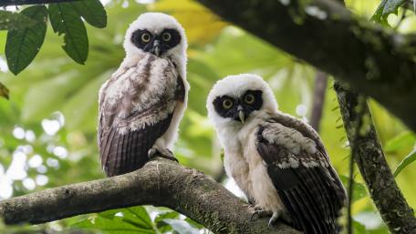 Majestic Owls in Their Natural Habitat wallpaper