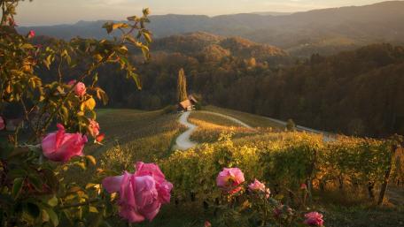 Tranquil Cottage Overlooking a Flowering Vineyard wallpaper