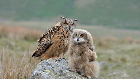 Charming Baby Owl and Parent in Nature wallpaper