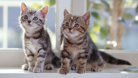 Adorable Tabby Kittens by the Window wallpaper