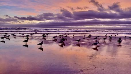 Serene Birds at Sunset on the Shoreline wallpaper