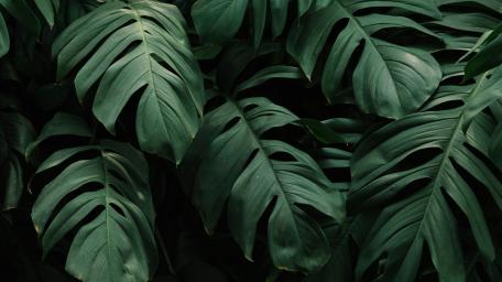 Tropical Green Leaves wallpaper