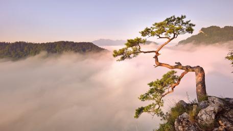Majestic Lone Tree in Misty Landscape wallpaper