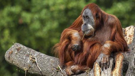 Majestic Orangutan in Nature wallpaper