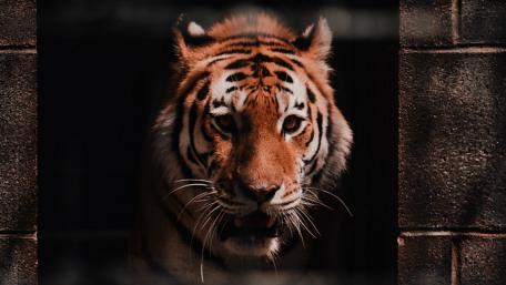 Majestic Tiger Stepping Out of Shadows wallpaper