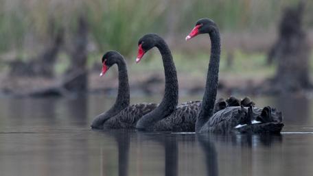 Elegant Black Swans Swimming Together wallpaper