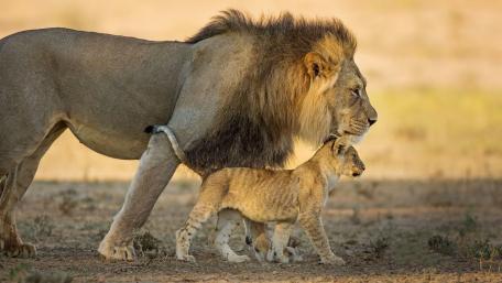Majestic Lion and Playful Cub Walking Together wallpaper