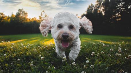 Adorable White Dog Running in the Fields wallpaper
