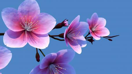 Pink Blossoms on Azure Canvas wallpaper