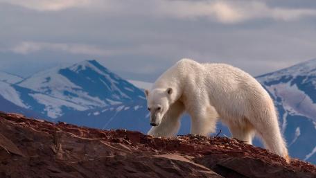 Majestic Polar Bear in its Habitat wallpaper