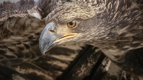 Majestic Eagle in Flight wallpaper