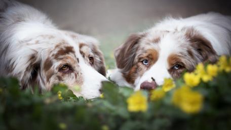 Beautiful Australian Shepherds in Blooming Flowers wallpaper