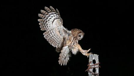 Majestic Owl in Flight Over Dark Background wallpaper