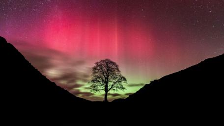 Sycamore Gap Tree wallpaper
